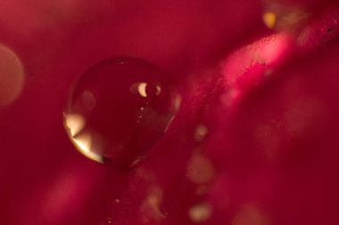 Gül yaprakları üzerinde çiy damlaları