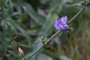   Peygamber çiçeği, peygamber çiçeği alan, peygamber çiçeği mavisi