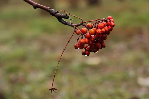 Rowan Brush Bunches Red Rowan — стоковое фото