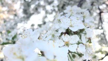 Rüzgarda sallanan kiraz çiçeği