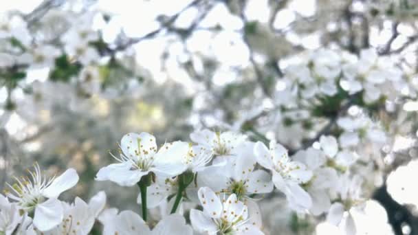 Fleur de cerisier se balançant dans le vent — Video