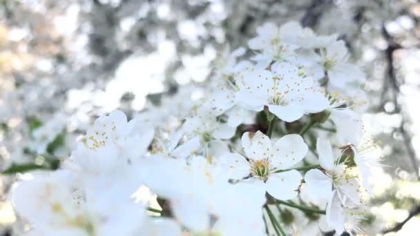 Flor de cerezo balanceándose en el viento — Vídeo de stock