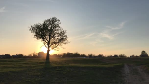 Single tree landscape over sunset — Stock Video