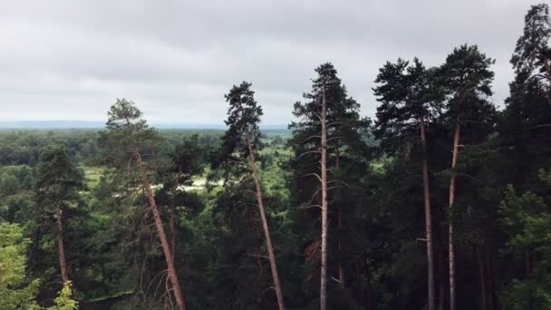 Sabah erkenden Rus ormanı, pan shot. — Stok video