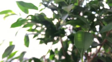 Yeşil yaprakları neredeyse güneş arka ışık ile defokuslu