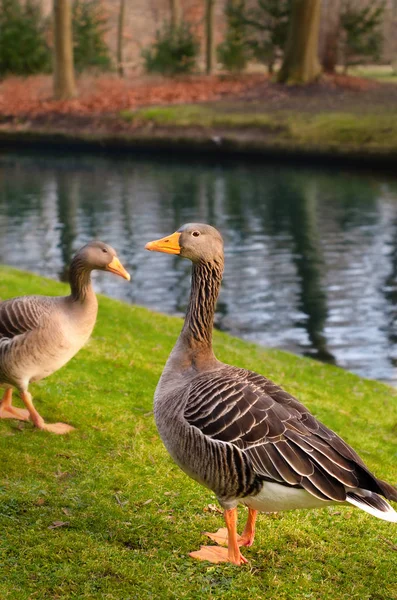 Oie sauvage dans le parc Frederiksberg de Copenhague, Danemark Photos De Stock Libres De Droits