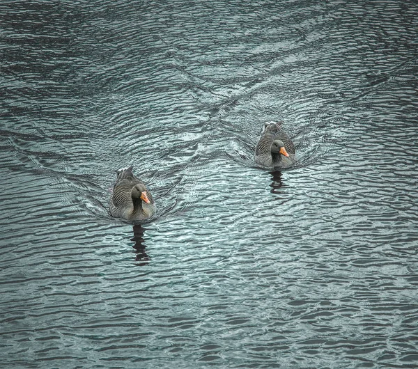 水面に浮かぶ2羽の灰色のガチョウ — ストック写真