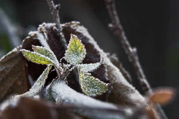 Frost Gröna Blad — Stockfoto