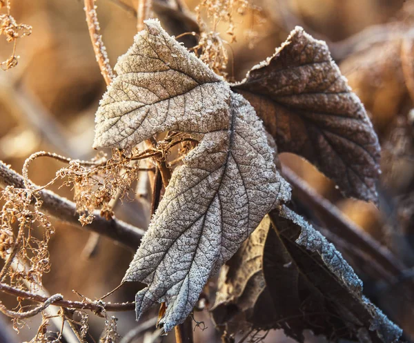 Frost Auf Dem Getrockneten Blatt — Stockfoto