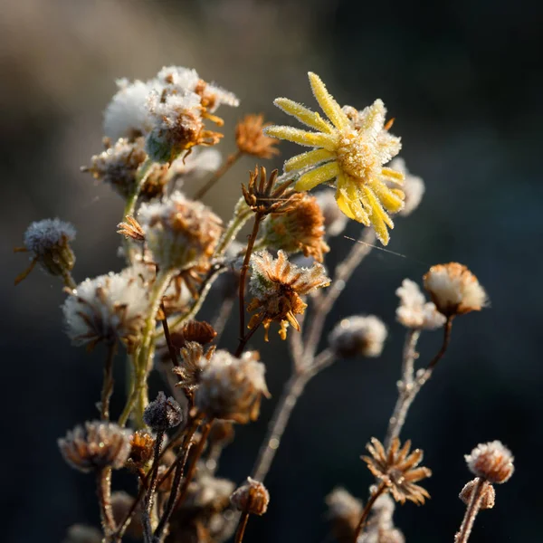 Rose rosse nella neve — Foto Stock