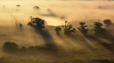 Güneş doğarken sis. Siste ağaçlar. Sis içindeki orman. Nehrin üstünde sis var. Sisli bir sabah. Rus sisi.