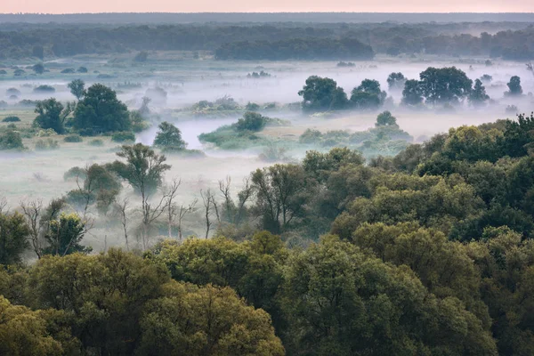 日の出の霧 霧の中の木霧の中の森川の上の霧 霧の朝だロシアの霧 — ストック写真