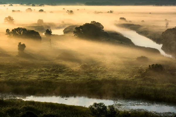 Nebbia All Alba Alberi Nella Nebbia Foresta Nella Nebbia Nebbia — Foto Stock