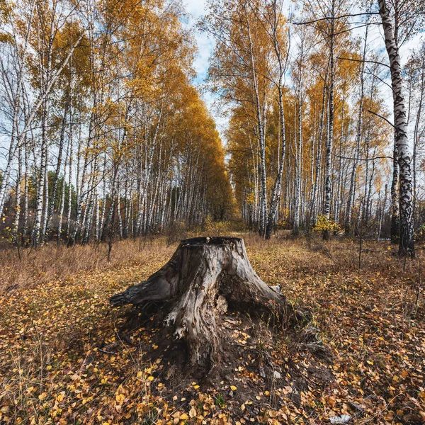 Autumn landscape with a river. Yellow leaves, river, autumn forest, hills, autumn, September, October. Russian landscape in autumn. Autumn in Russia