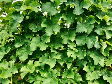 Yumuşak ışığın düştüğü ve görülebilir yapıların hoş bir kontrastını oluşturduğu asma yapraklarıyla dolu tek bir yüzey. Yaprakların koyu yeşil bir rengi var..