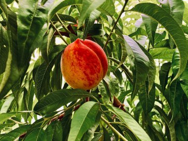 Koyu kırmızı, tipik şekilli olgun şeftali. Yaprakları güzel, yeşil yaprakları olan ve nadiren görülebilen bir meyve ağacının yoğun yapraklı tacında yetişiyor..