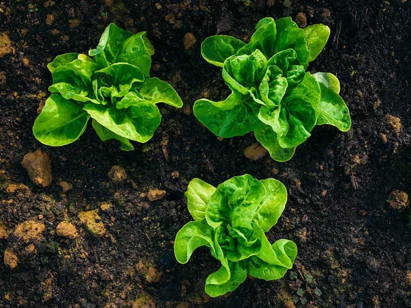 Three rich green butter lettuce salads in middle of frame and viewed from above. They\'re planted in yellowish dark brown soil and they have few drops of water on their structured beautiful leaves.