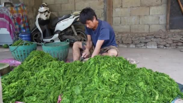 Produkcja Kai Pen Laotańskiej Przekąski Słodkowodnych Zielonych Alg Czosnku Warzyw — Wideo stockowe