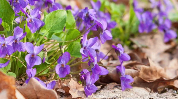 Violet violets flowers bloom in the spring forest. Viola odorata