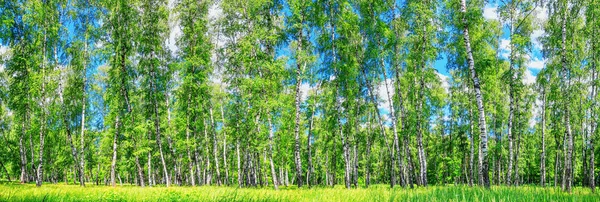 Birch grove on a sunny spring summer day, landscape banner, huge panorama