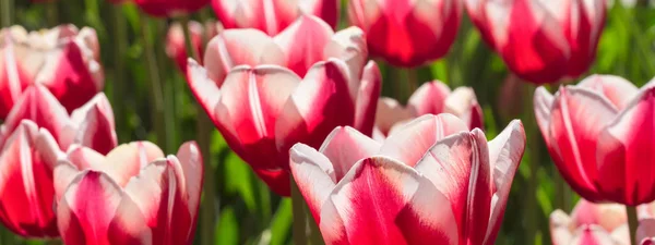 Group and close up of red white lily-flowered single beautiful tulips growing in the garden