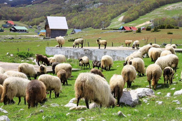 Stádo Ovcí Pasoucí Trávě Pohoří Durmitor Černé Hory Eko Farma — Stock fotografie