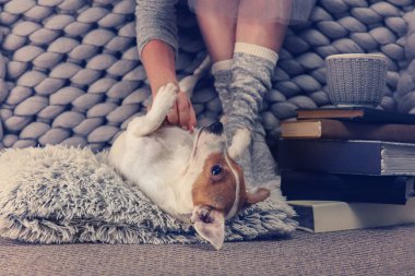 Evde, rahatlatıcı rahat sıcak yün çorap giyen kadın köpekle, oynamayı jack Russel terrier. Yumuşak, rahat bir yaşam tarzı.