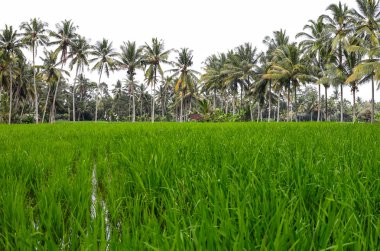 Pirinç tarlaları, yeşil çimenler. Bali ,Endonezya