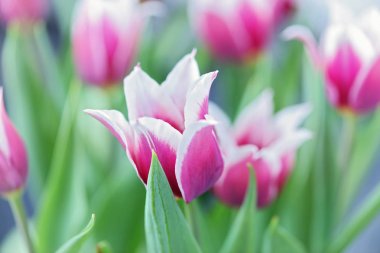 Hollanda laleleri yakın. Bahar çiçek açan çiçekler