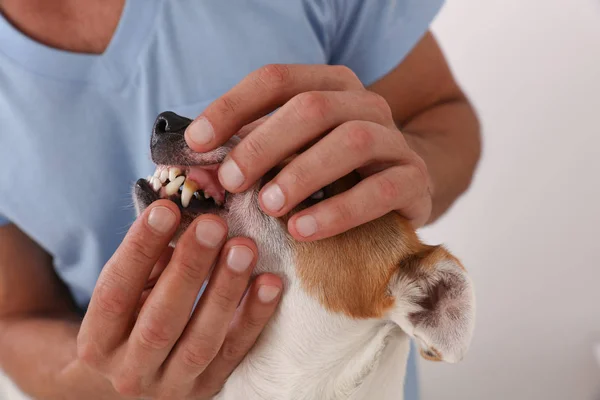 Médico veterinario revisando los dientes de un perro, concepto de eliminación de la piedra dental — Foto de Stock