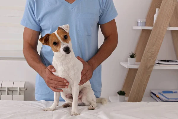 Atención veterinaria. Médico veterano y perro jack russell terrier — Foto de Stock