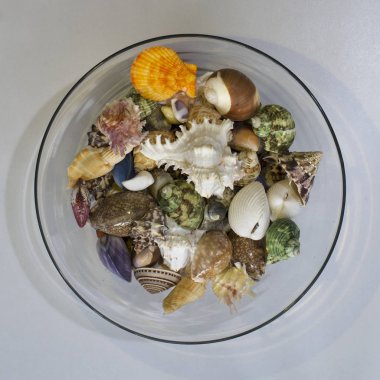 beyaz arka plan üzerinde kase deniz kabuğu