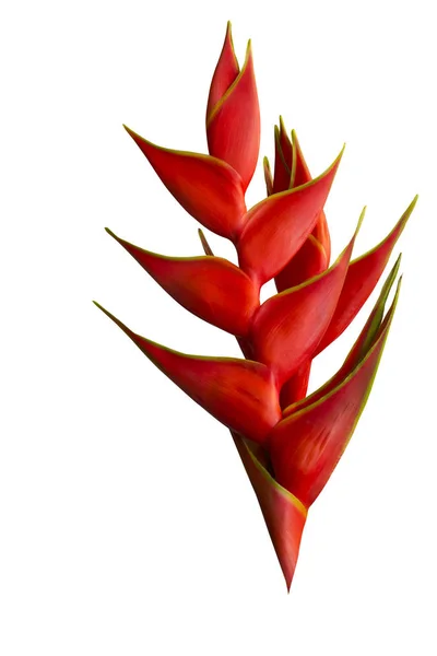 Красный Цветок Heliconia Белом Фоне Обрезкой Пути — стоковое фото