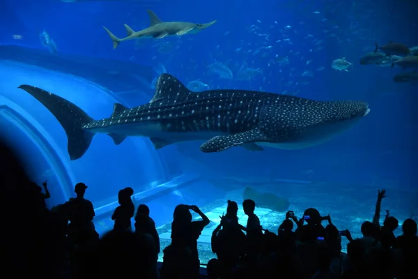 Septembre 2017 Personnes Qui Regardent Baleine Dans Aquarium Churaumi Motobu — Photo