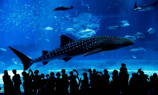 Septembre 2017 Personnes Qui Regardent Baleine Dans Aquarium Churaumi Motobu — Photo