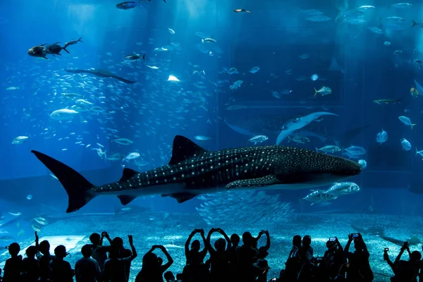 Septembre 2017 Personnes Qui Regardent Baleine Dans Aquarium Churaumi Motobu — Photo