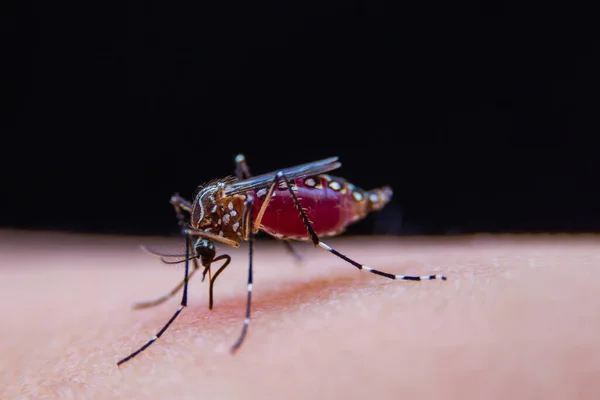 Zanzare Strisce Stanno Mangiando Sangue Sulla Pelle Umana Malaria Pericolosa — Foto Stock