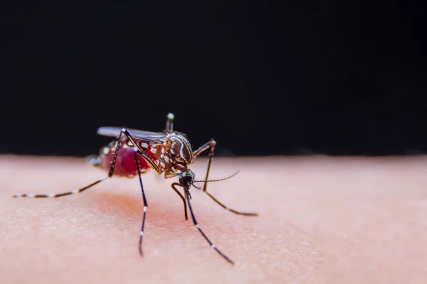 Zanzare Strisce Stanno Mangiando Sangue Sulla Pelle Umana Malaria Pericolosa — Foto Stock