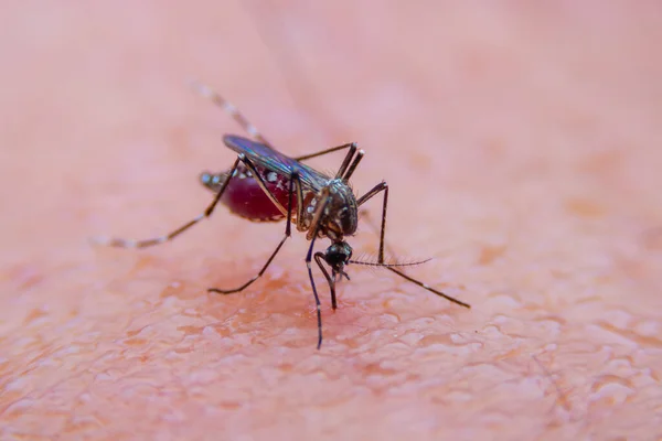 Zanzare Strisce Stanno Mangiando Sangue Sulla Pelle Umana Malaria Pericolosa — Foto Stock