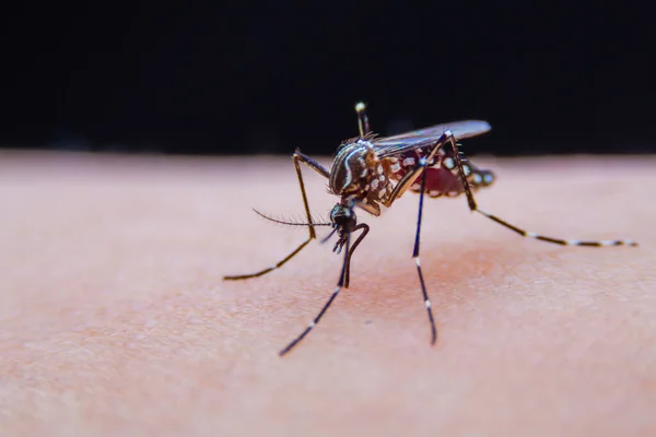 Los Mosquitos Rayados Están Comiendo Sangre Piel Humana Mordedura Piel —  Fotos de Stock