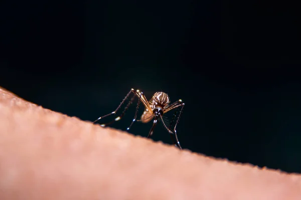 Zanzare Strisce Stanno Mangiando Sangue Sulla Pelle Umana Malaria Pericolosa — Foto Stock