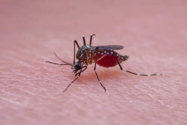 Zanzare Strisce Stanno Mangiando Sangue Sulla Pelle Umana Malaria Pericolosa — Foto Stock