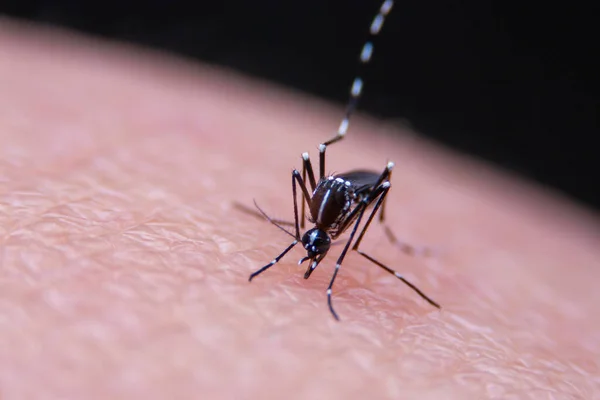 Çizgili Sivrisinekler Insan Derisi Üzerinde Kan Yiyorlar Tehlikeli Sıtmaya Yakalanmış — Stok fotoğraf