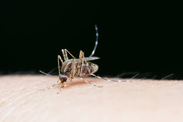 Zanzare Strisce Stanno Mangiando Sangue Sulla Pelle Umana Malaria Pericolosa — Foto Stock