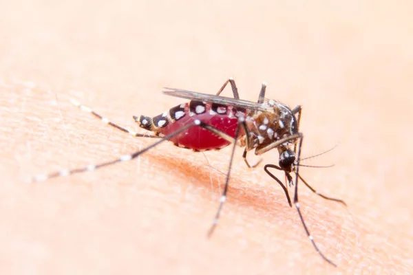 Zanzare Strisce Stanno Mangiando Sangue Sulla Pelle Umana Malaria Pericolosa — Foto Stock