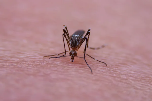 Zanzare Strisce Stanno Mangiando Sangue Sulla Pelle Umana Malaria Pericolosa — Foto Stock