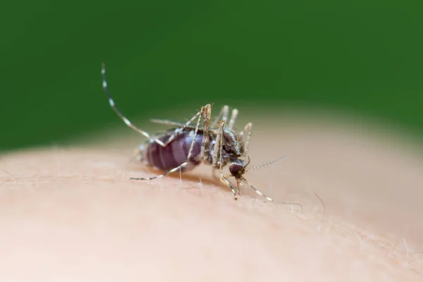 Zanzare Strisce Stanno Mangiando Sangue Sulla Pelle Umana Malaria Pericolosa — Foto Stock