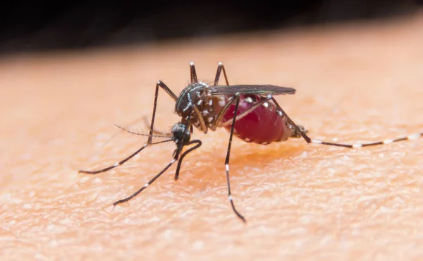 Gestreifte Moskitos Fressen Blut Auf Der Menschlichen Haut Gefährlicher Malaria lizenzfreie Stockfotos