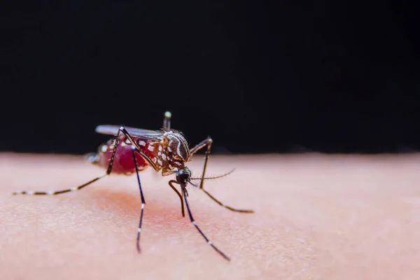 Gestreifte Moskitos Fressen Blut Auf Der Menschlichen Haut Gefährlicher Malaria lizenzfreie Stockbilder