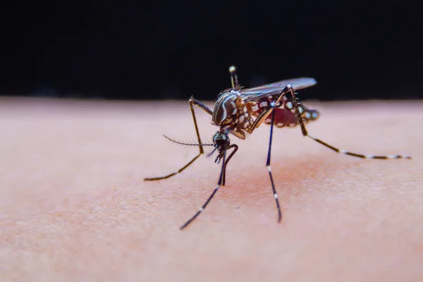 Gestreifte Moskitos Fressen Blut Auf Der Menschlichen Haut Gefährlicher Malaria Stockbild